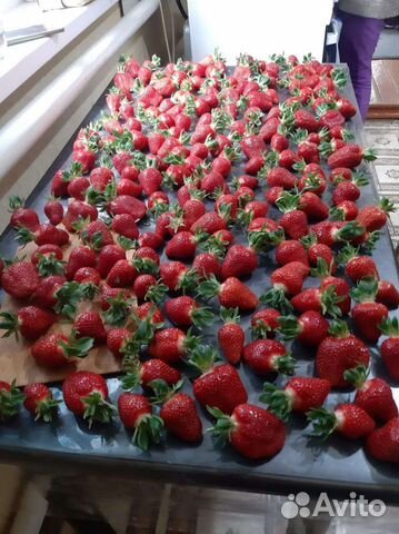 Рассада клубники