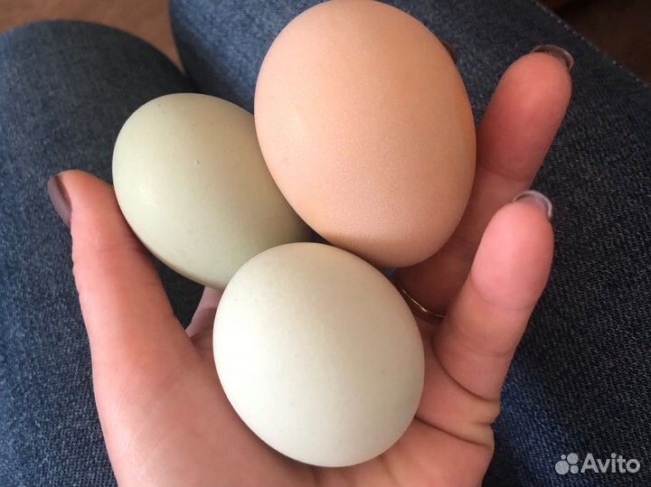 Домашние куриные яйца и мясо бройлера
