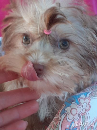 Девочка Йорка микро