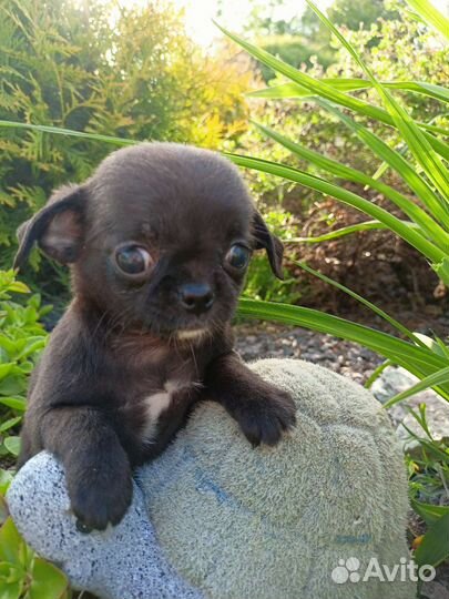 Веселые чихуашки