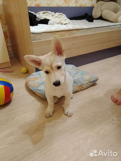 Собака в добрые руки отдам бесплатно