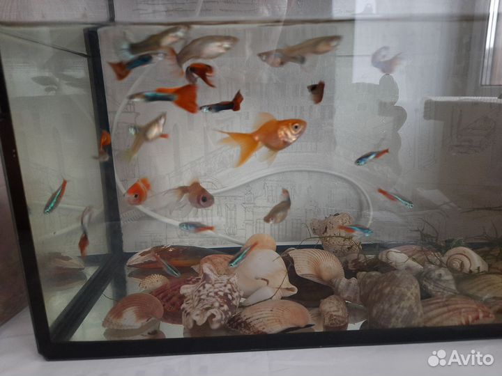 Аквариумные рыбки