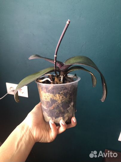 Орхидея фаленопсис мультифлора