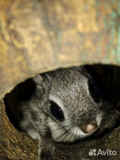 Момонга японская