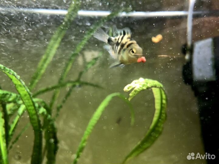 Аквариумные рыбки попугай платиновый