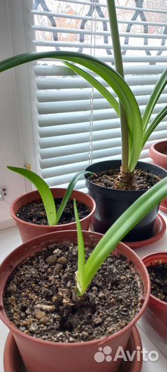 Гиппиаструм