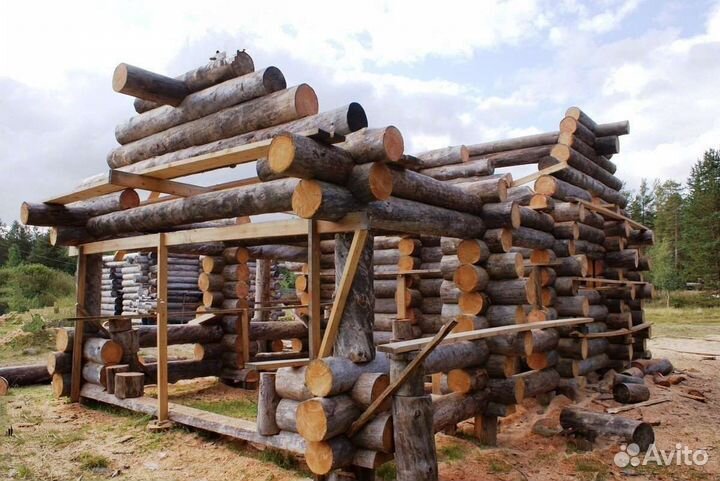Строим из полярной сухостойной сосны