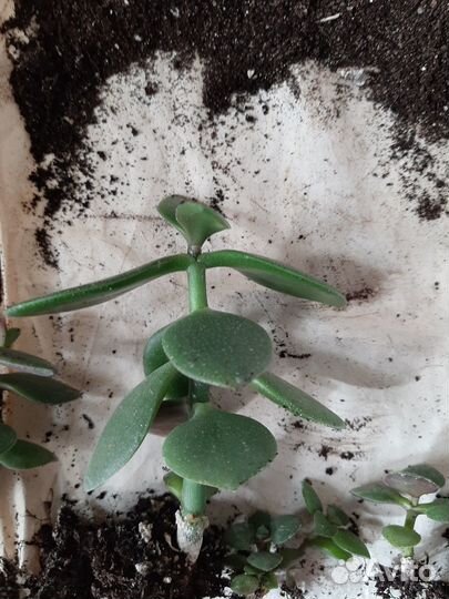 Толстянка денежное дерево