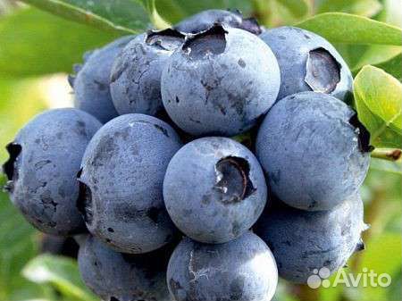 Саженцы голубики Легаси