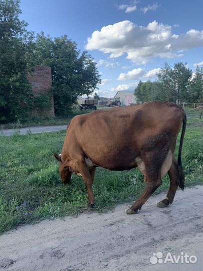 Корова молочная