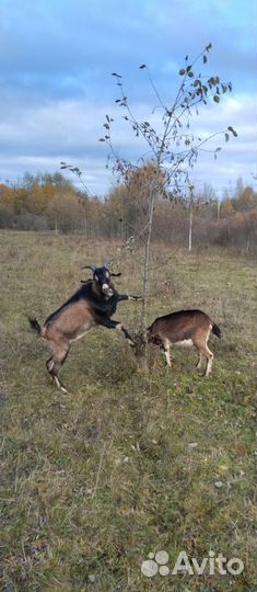 Козел и коза