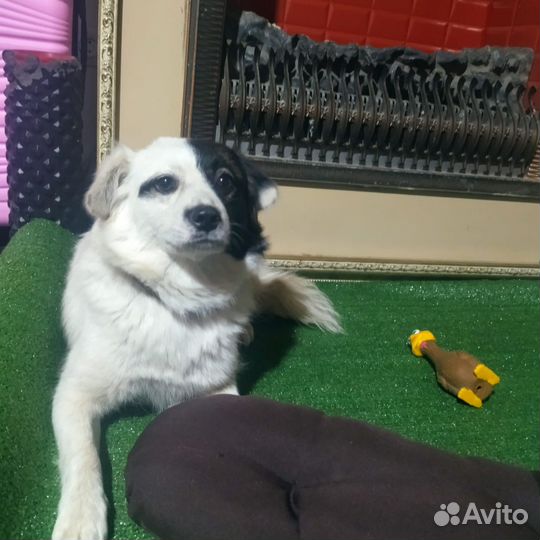 Кукла ищет дом