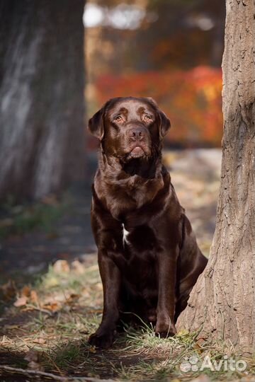 Лабрадор вязка кобель