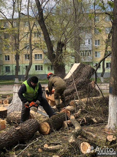 Спил и удаление деревьев