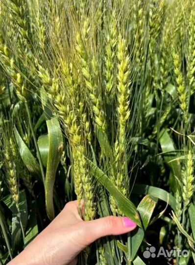 Кубань - лучшее качество озимой пшеницы