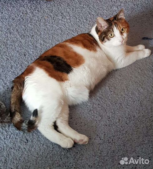 Выберите кошечку из Приюта, отдадим в добрые руки