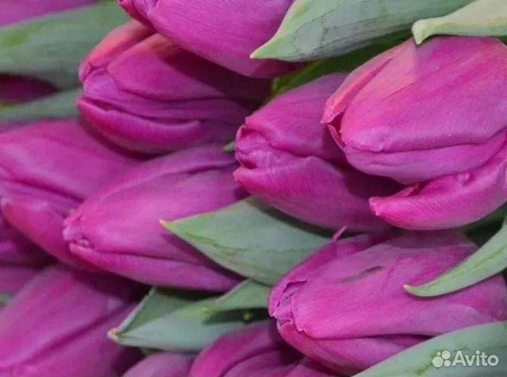 Тюльпаны к 8 марта