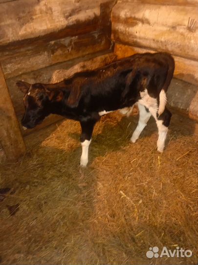 Продам телочек от молочных коров