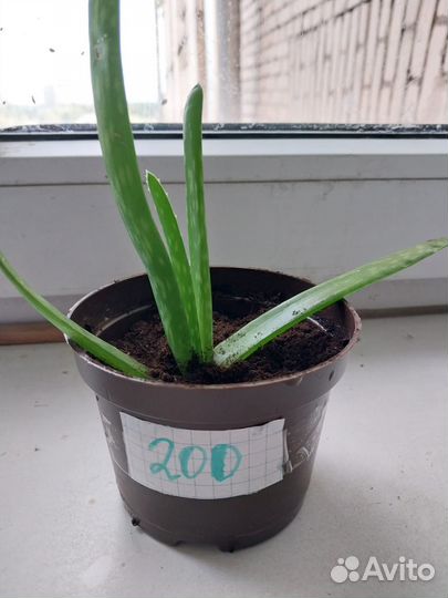 Алоэ, отростки