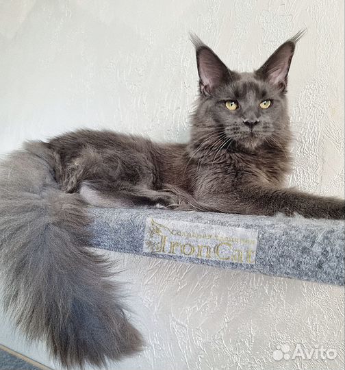 Котята породы Мейн-кун