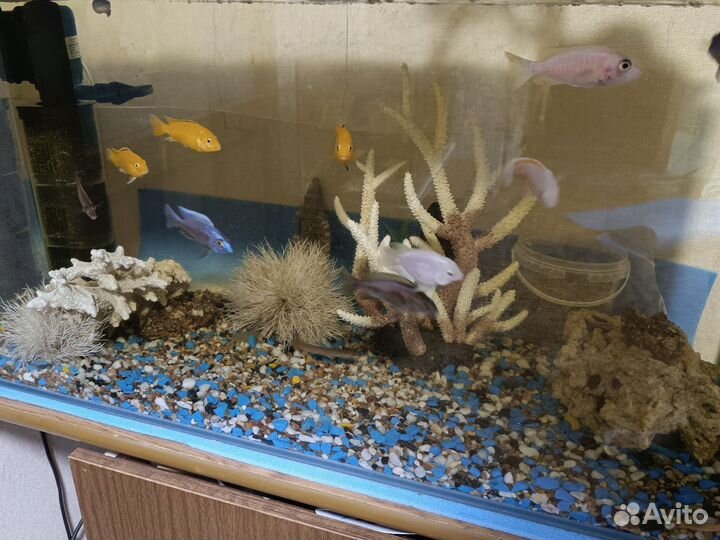 Аквариум
