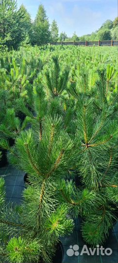 Саженцы сосны обыкновенной зкс