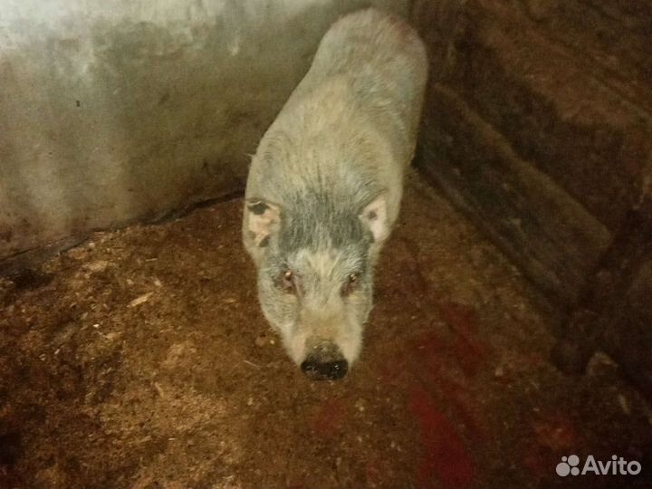 Вьетнамский хряк