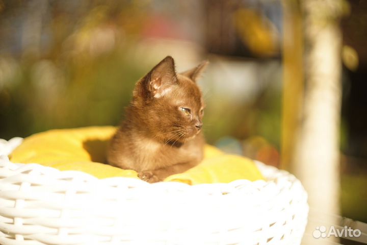 Бурманские котята