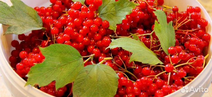 Калина свежая