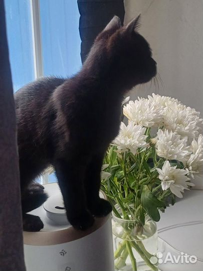 Шотландская