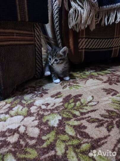 Котята отдам в добрые руки бесплатно