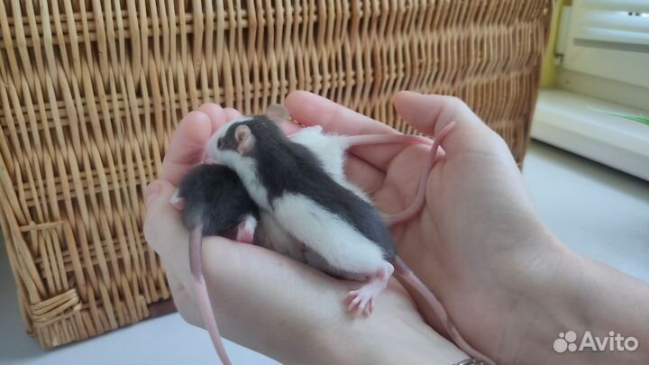 Крыса дамбо