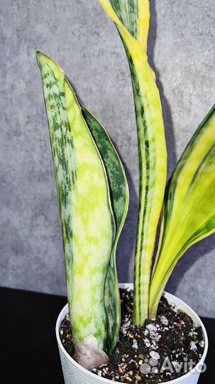 Сансевиерия Масониана Желтая Вариегатная