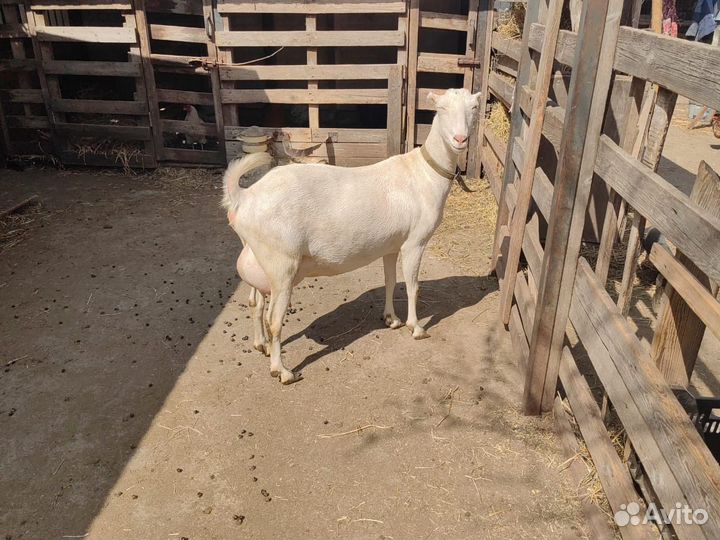 Продаются козы и козлики