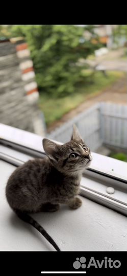 Европейские котята