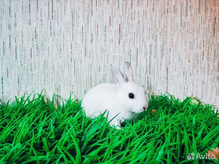 Карликовый кролик мини белый и другие