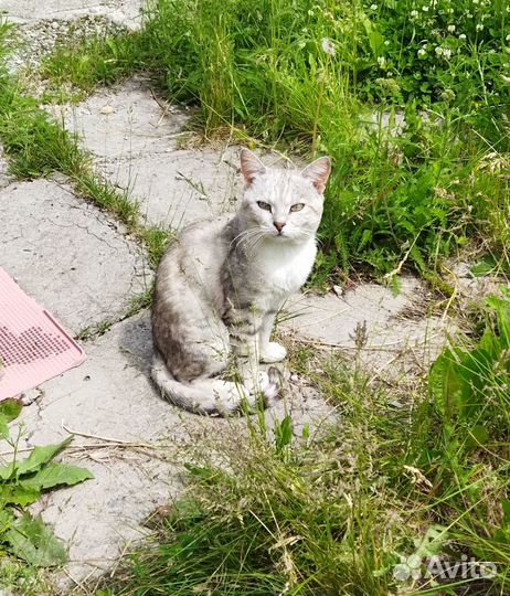 Котик в добрые руки
