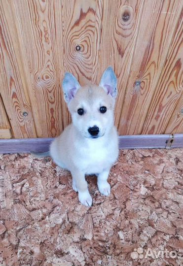 Малыши в добрые руки