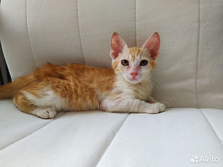 Рыжий котенок мальчик