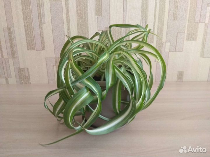 Хлорофитум кудрявый