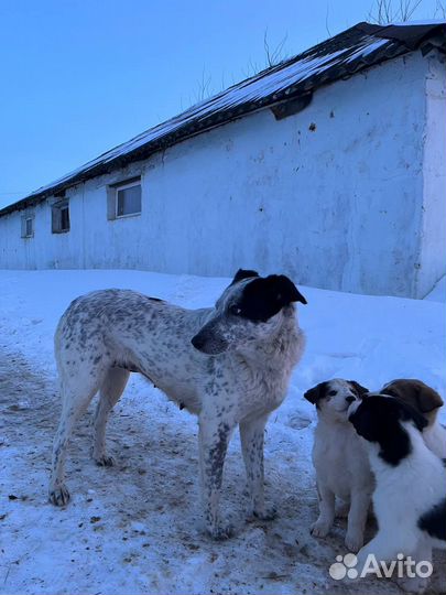 Щенки бесплатно