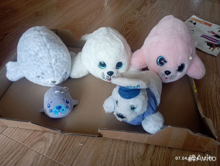 Морские моржи