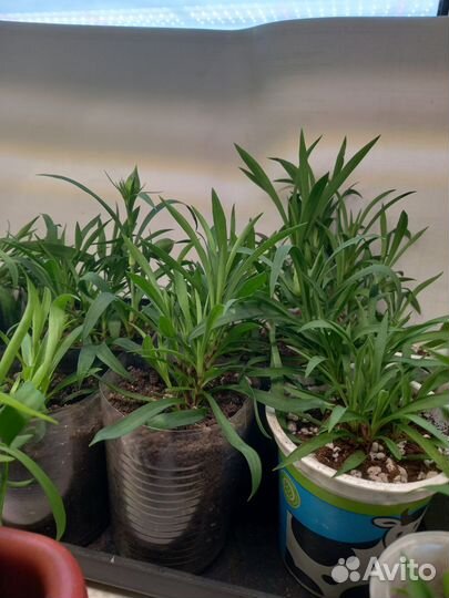 Гвоздика ампельная