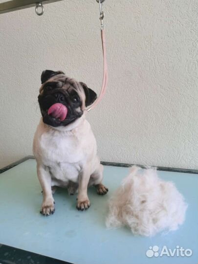 Груминг стрижка собак и кошек