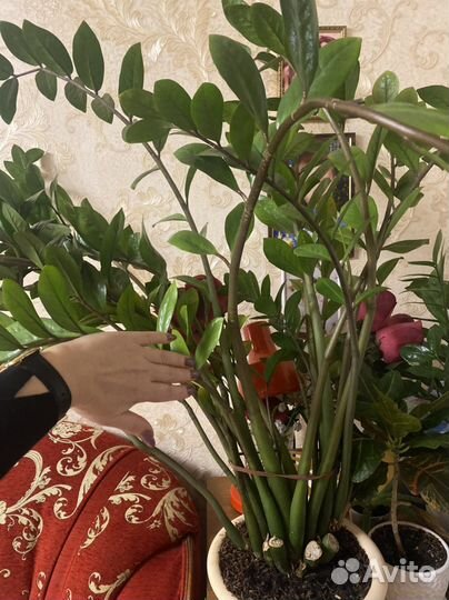 Замиокулькас -долларовое дерево