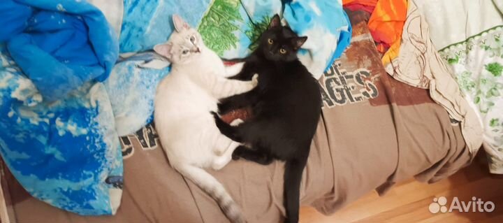 Отдаю котят в добрые руки бесплатно