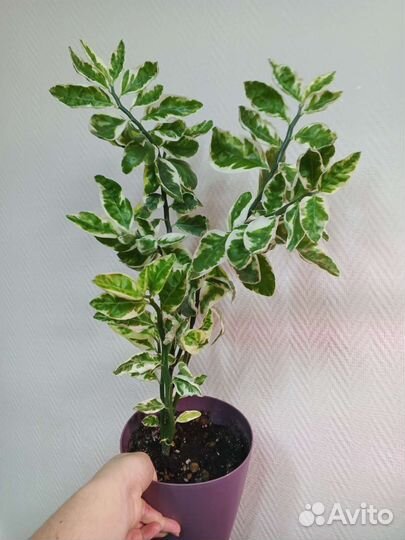 Замиокулькас, педилантус