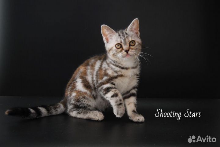 Американская короткошерстная кошка