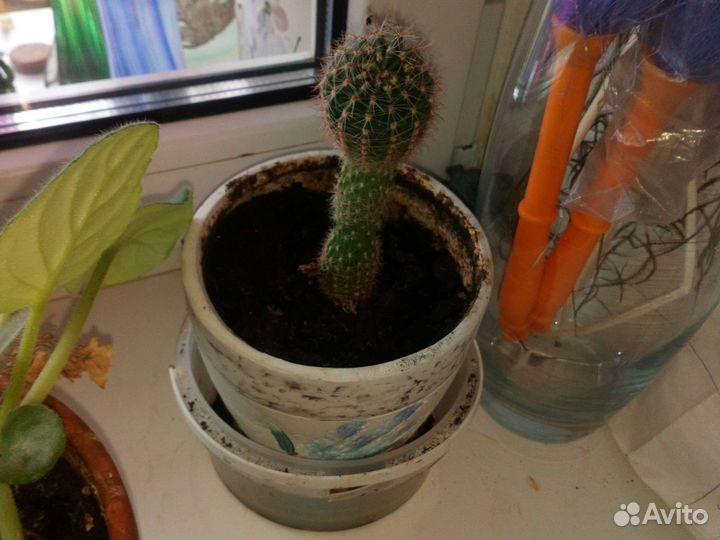 Драцена, хлорофитум, кактус