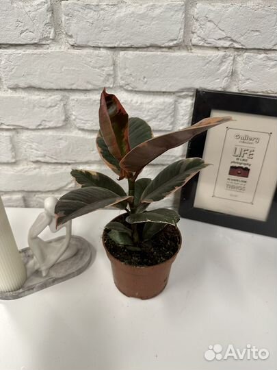 Фикус эластика